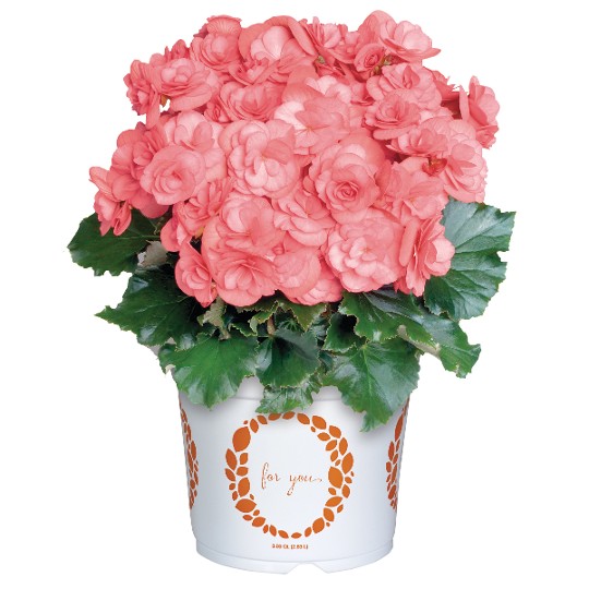 Dragone Dusty Rose