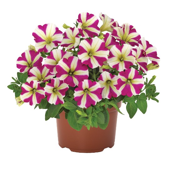Potunia® Piccola® Magenta Star