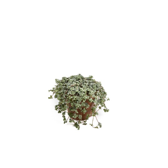 Pilea glauca Mystifall