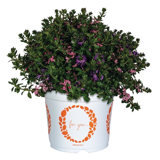 Confetti Garden® Summer Breeze