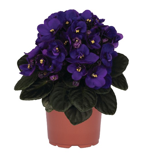 Mini Blue Bicolor 41