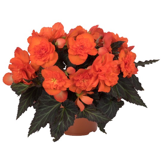 I'CONIA® Portofino Dark Orange