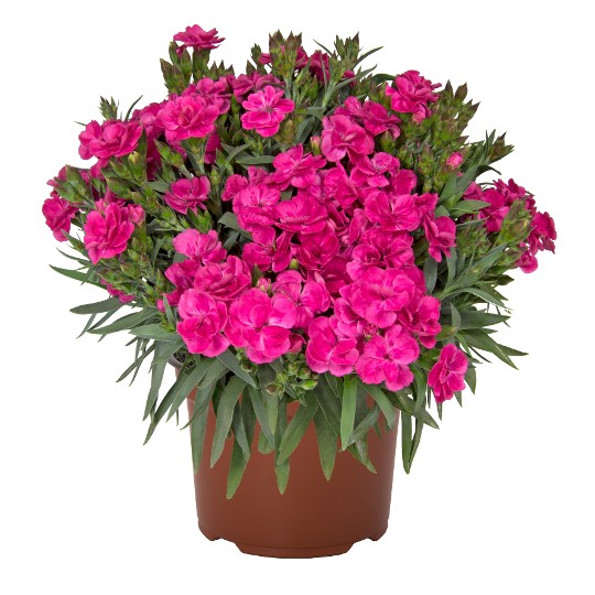Peman Fancy Cerise