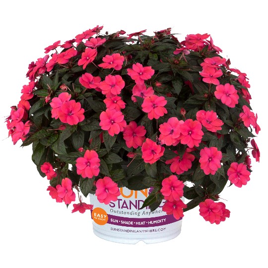 SunStanding® Neon Rose (H-A)