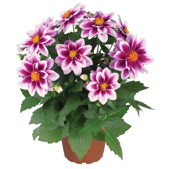 Dahlinova® Florida