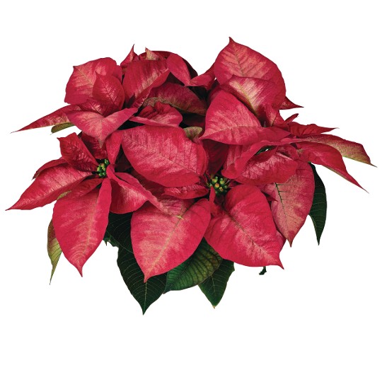 Tidings Dark Pink