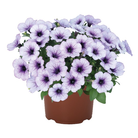 Potunia® Piccola® Blue Ice (Intrinsa®)