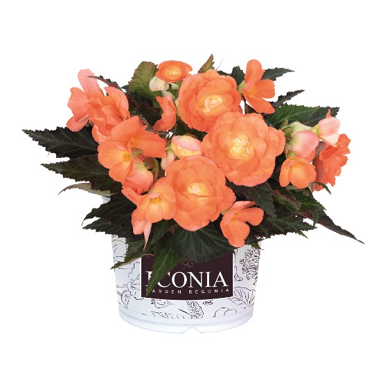 I'CONIA® First Kiss Saffron
