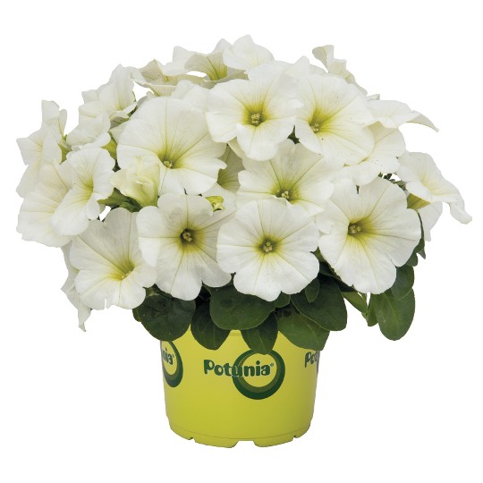 Sweetunia® White 2024