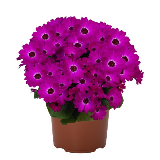 Mandala® Magenta