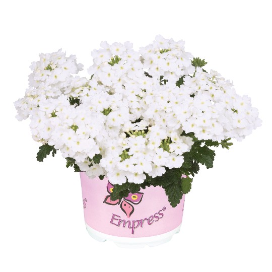 Empress® Flair White