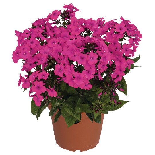 Flame® Pro Cerise