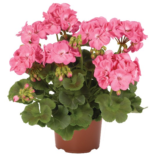 Survivor® Pink Passion