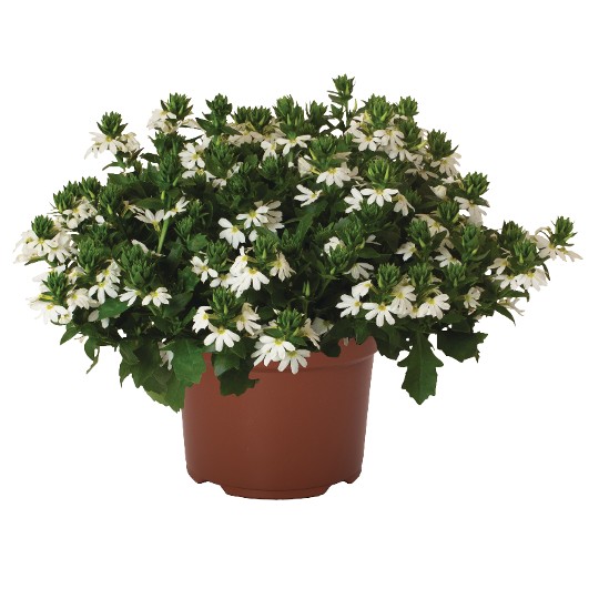 Scala Cappello White