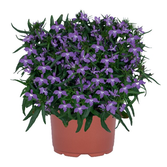 Bella Purple 2027
