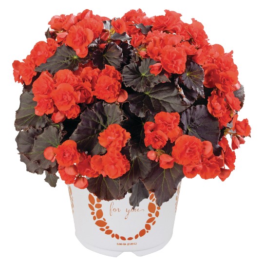 Solenia Deep Orange