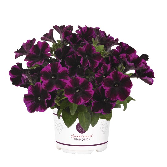 Sweetunia Johnny Flame