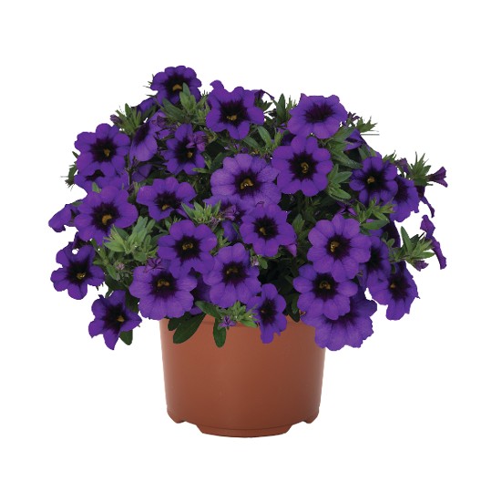 Bloomtastic Purple