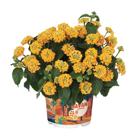 Havana® Yellow