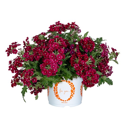 Empress® Flair Burgundy 2024 (Sun)