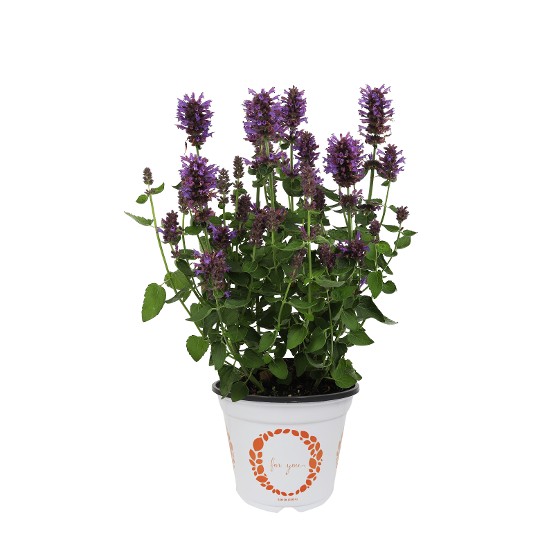 Honeysticks Purple