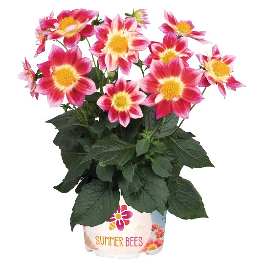 Summer Bees Red Bicolor