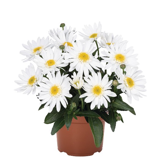 Sweet Daisy® Birdy