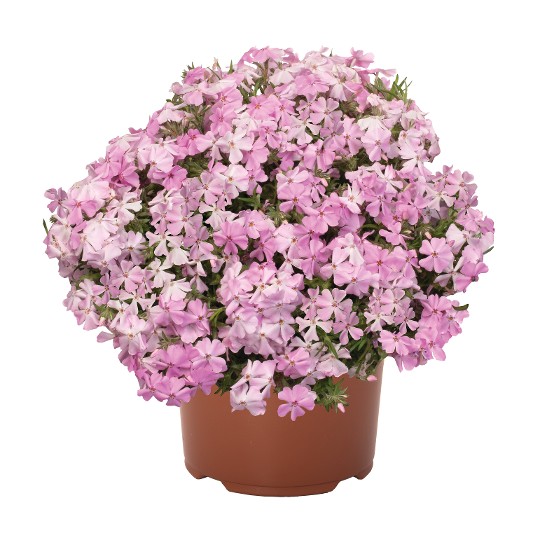 Spring® Soft Pink