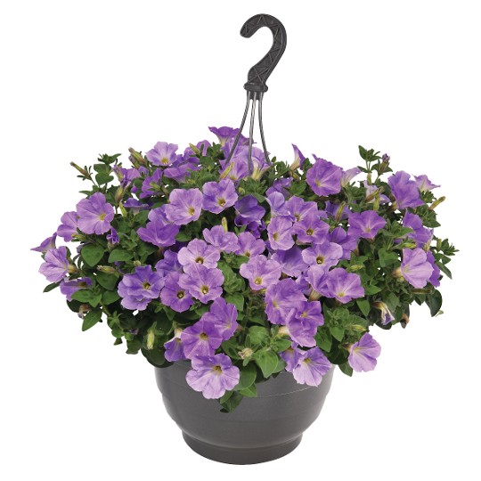 Sweetunia® Blue Sky