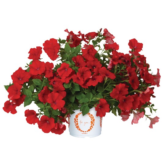 DuraBloom® Red 2025