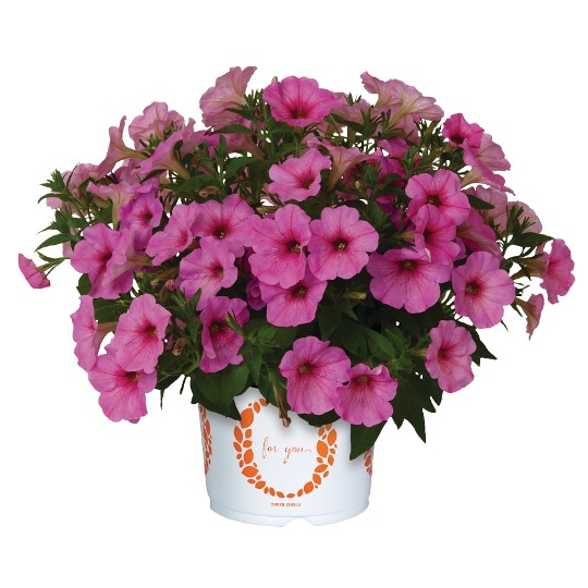 Potunia® + Spun Sugar (Intrinsa)