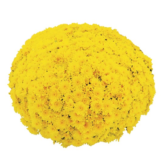 Beach Yellow