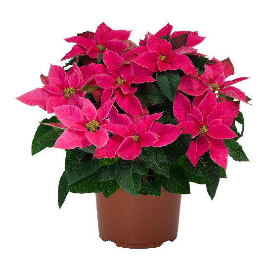 J'Adore Hot Pink